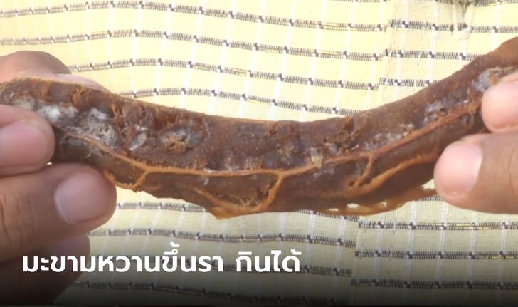 รองผู้ว่าฯ โชว์กิน "มะขามหวานขึ้นรา" ผลวิจัยชี้ สารต้านอนุมูลอิสระมากกว่าปกติ 1 พันเท่า